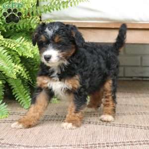 Harley, Mini Bernedoodle Puppy