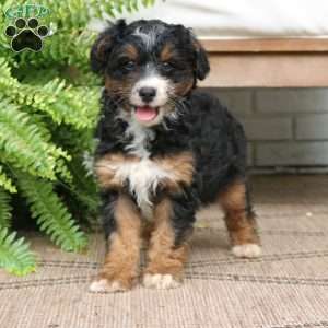 Harley, Mini Bernedoodle Puppy