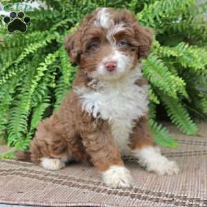 Harper, Mini Bernedoodle Puppy
