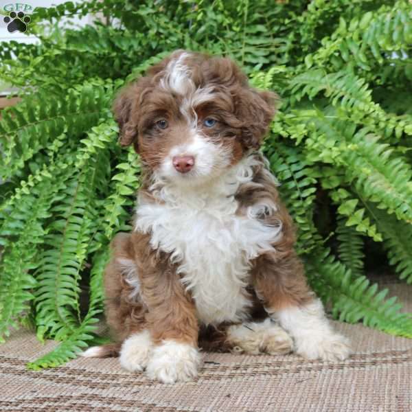 Harper, Mini Bernedoodle Puppy