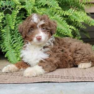Harper, Mini Bernedoodle Puppy