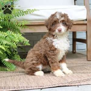 Harper, Mini Bernedoodle Puppy