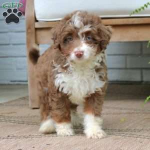 Harper, Mini Bernedoodle Puppy