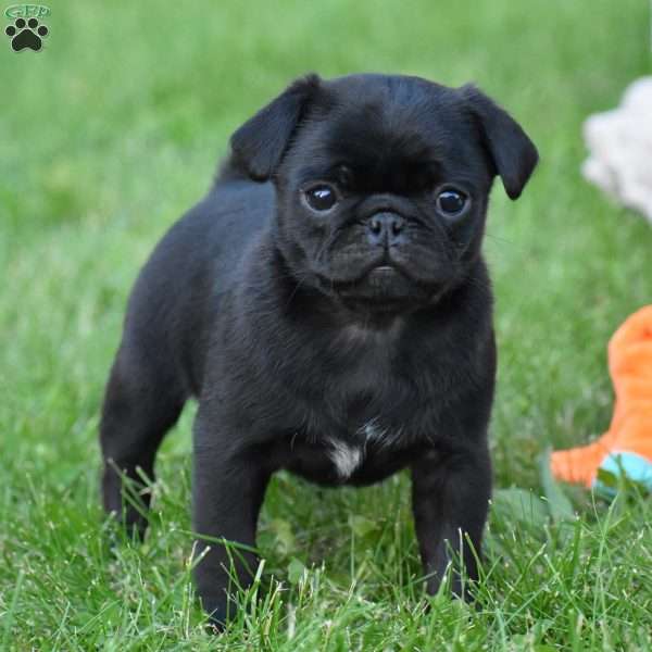 Samantha, Pug Puppy