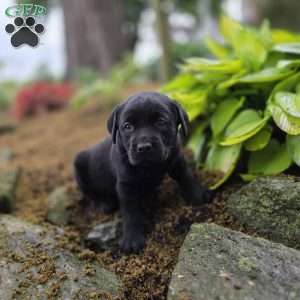 River, Black Labrador Retriever Puppy