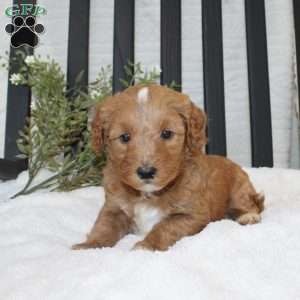Fin, Mini Goldendoodle Puppy