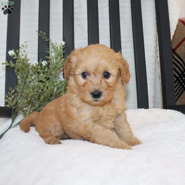 Freddy, Mini Goldendoodle Puppy