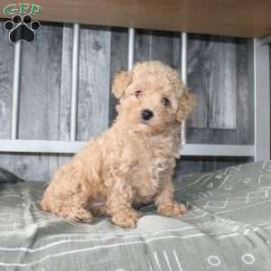 Beth, Miniature Poodle Puppy