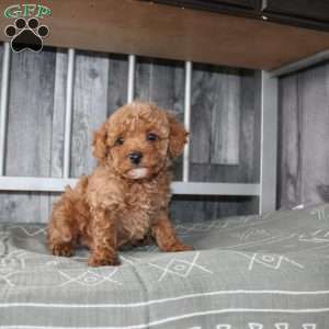 Barry, Miniature Poodle Puppy