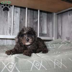 Bently, Miniature Poodle Puppy