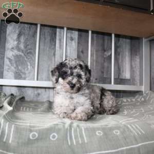 Becket, Miniature Poodle Puppy