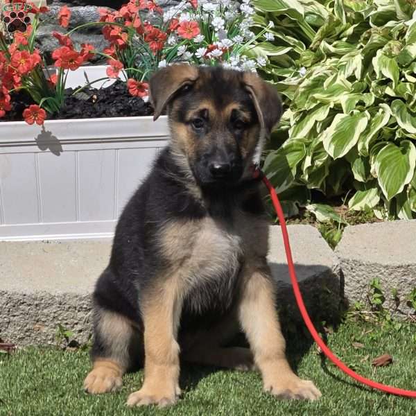 Spring, German Shepherd Puppy