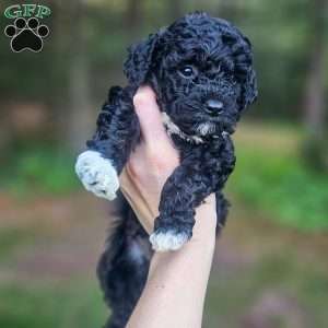 Ink, Mini Bernedoodle Puppy