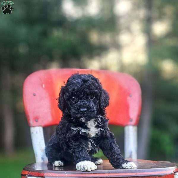 Ink, Mini Bernedoodle Puppy