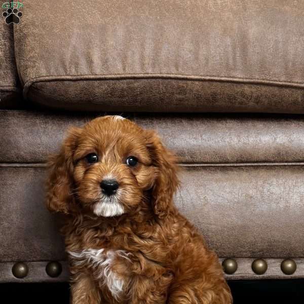 Rowan, Cavapoo Puppy