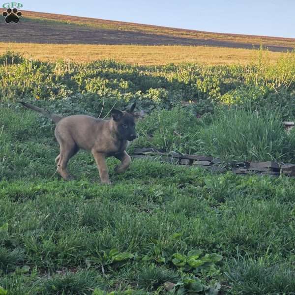 Dexter, Belgian Malinois Puppy