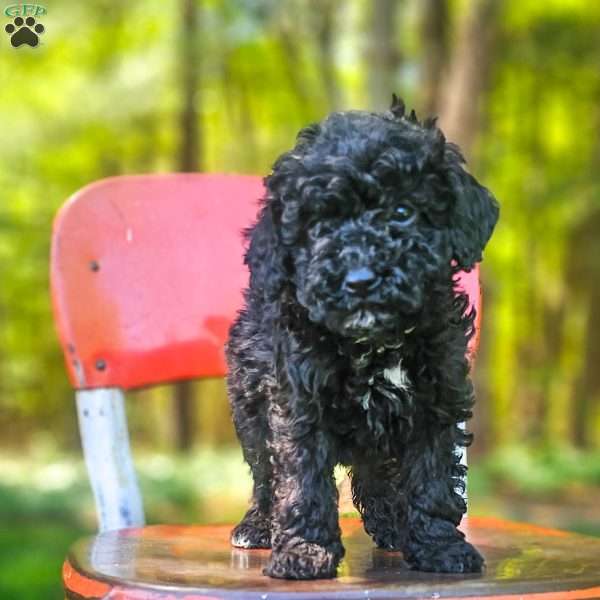 Midnight, Mini Bernedoodle Puppy