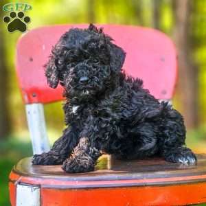Midnight, Mini Bernedoodle Puppy