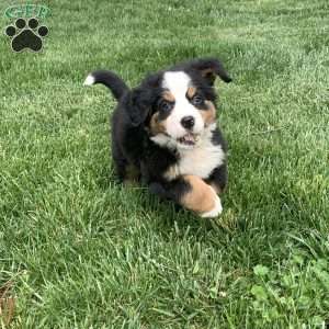 Comanche, Bernese Mountain Dog Puppy