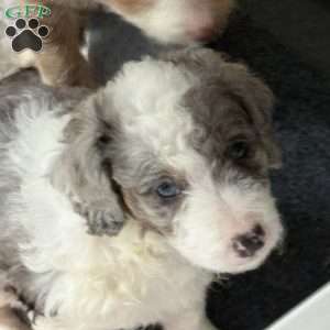 Sadie, Mini Golden Mountain Doodle Puppy