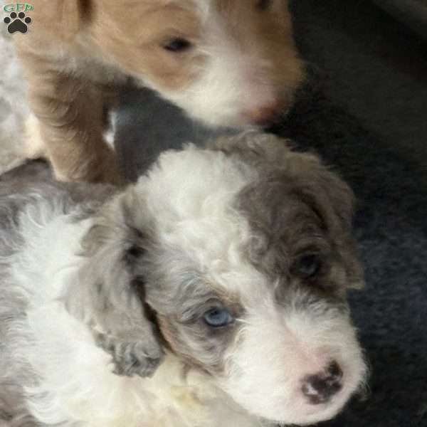 Sadie, Mini Goldendoodle Puppy