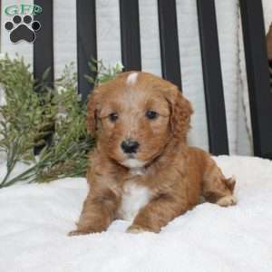 Fin, Mini Goldendoodle Puppy
