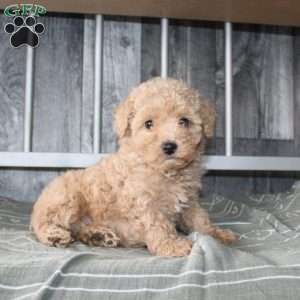 Beth, Miniature Poodle Puppy