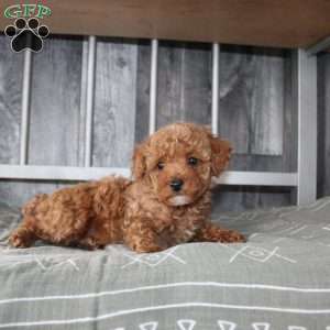 Barry, Miniature Poodle Puppy