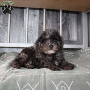 Bently, Miniature Poodle Puppy