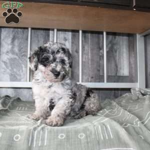 Becket, Miniature Poodle Puppy