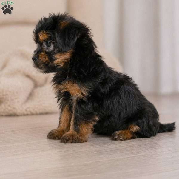 BENNY, Yorkie Puppy