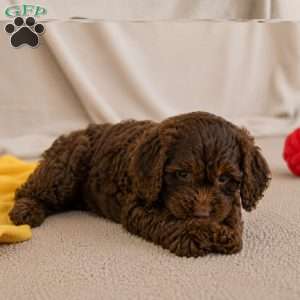 Joy, Cockapoo Puppy