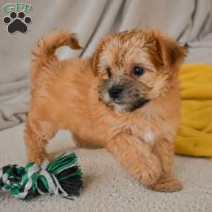 Benny, Morkie / Yorktese Puppy