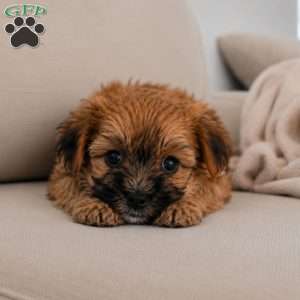 Bella, Morkie / Yorktese Puppy