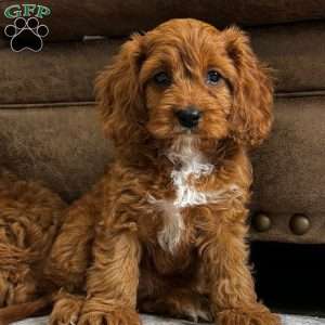 Sienna, Cavapoo Puppy