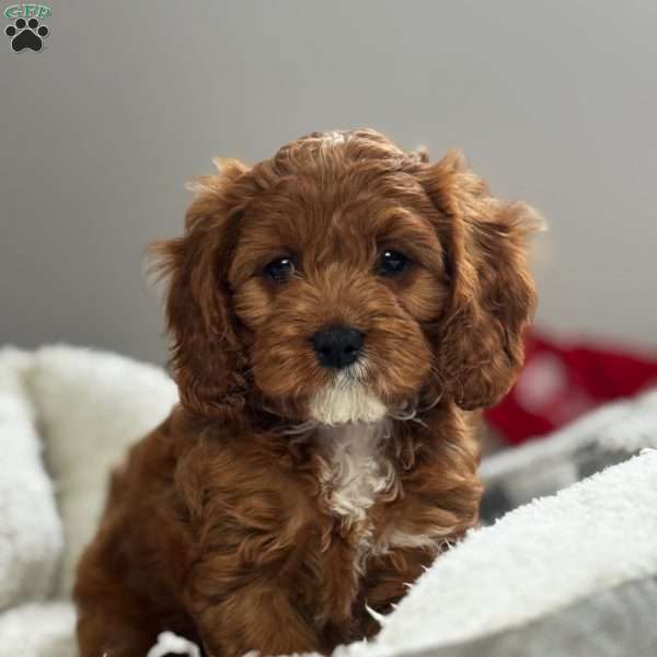 Ruby, Cavapoo Puppy