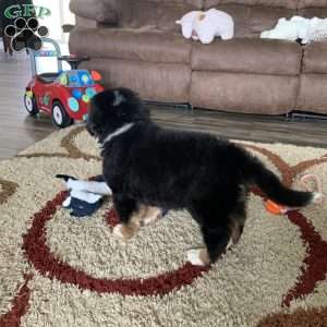 Comanche, Bernese Mountain Dog Puppy
