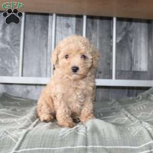 Beth, Miniature Poodle Puppy