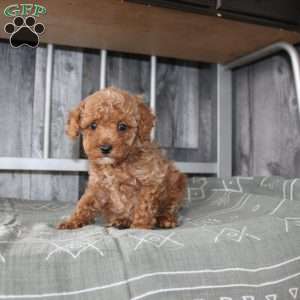 Barry, Miniature Poodle Puppy