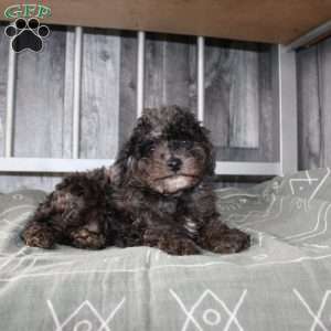 Bently, Miniature Poodle Puppy
