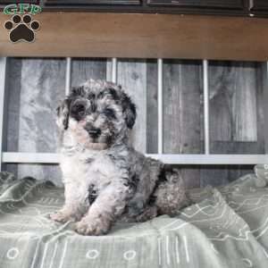 Becket, Miniature Poodle Puppy