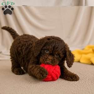 Joy, Cockapoo Puppy