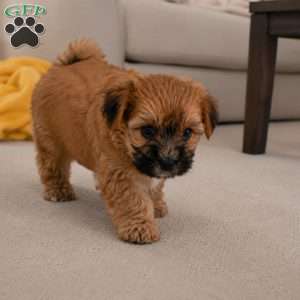 Bella, Morkie / Yorktese Puppy