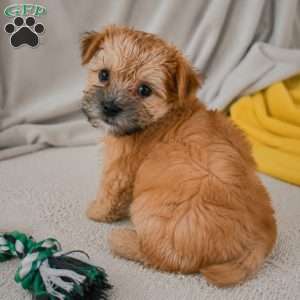 Benny, Morkie / Yorktese Puppy