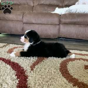 Comanche, Bernese Mountain Dog Puppy