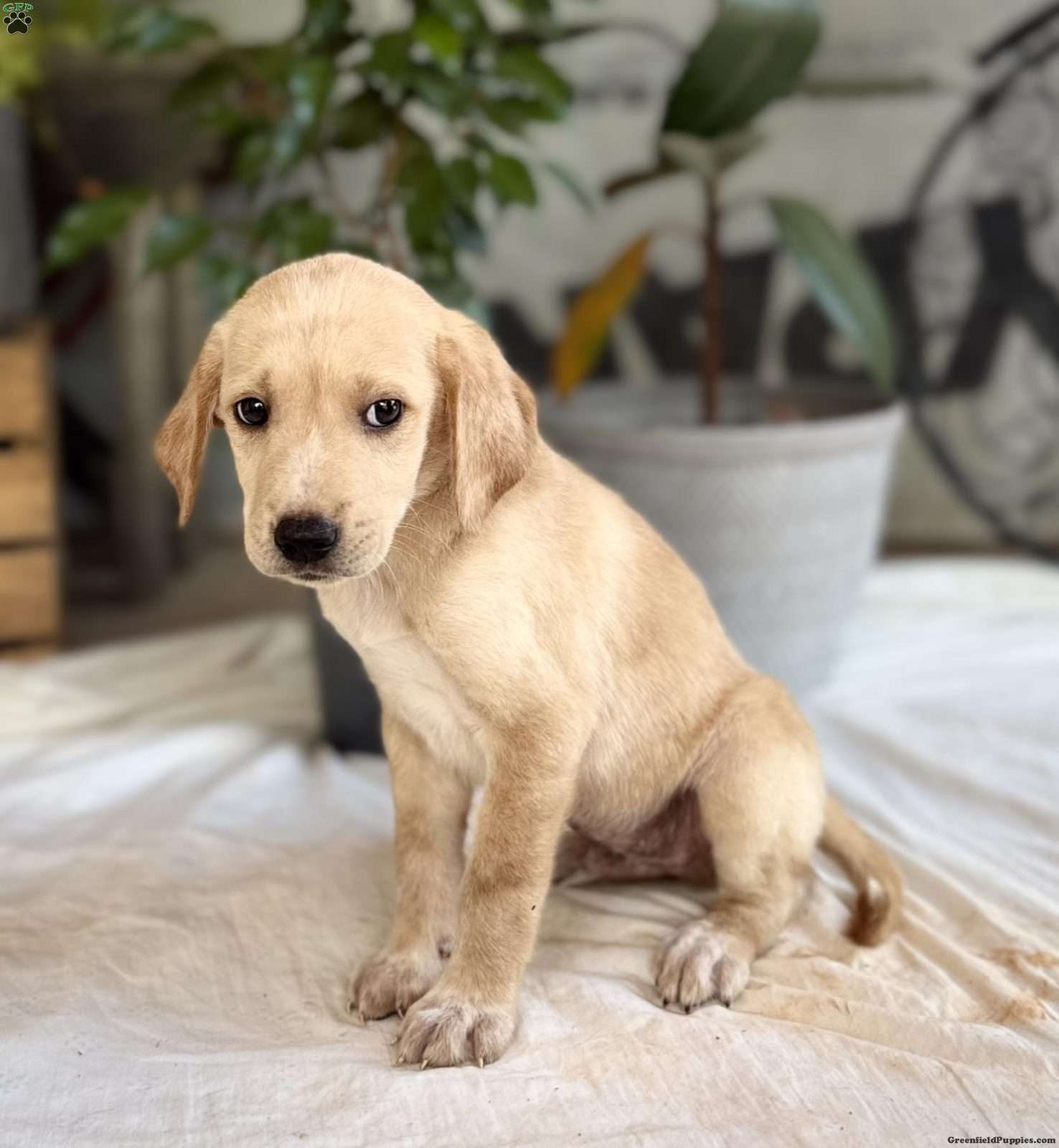 Duke (Labrador, Male)