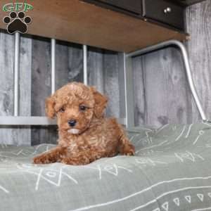 Barry, Miniature Poodle Puppy