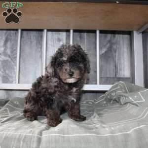 Bently, Miniature Poodle Puppy