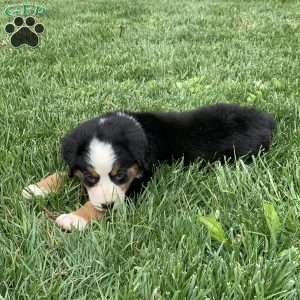 Comanche, Bernese Mountain Dog Puppy