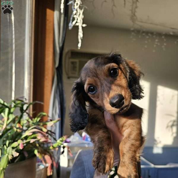 Winston – mini, Dachshund Puppy
